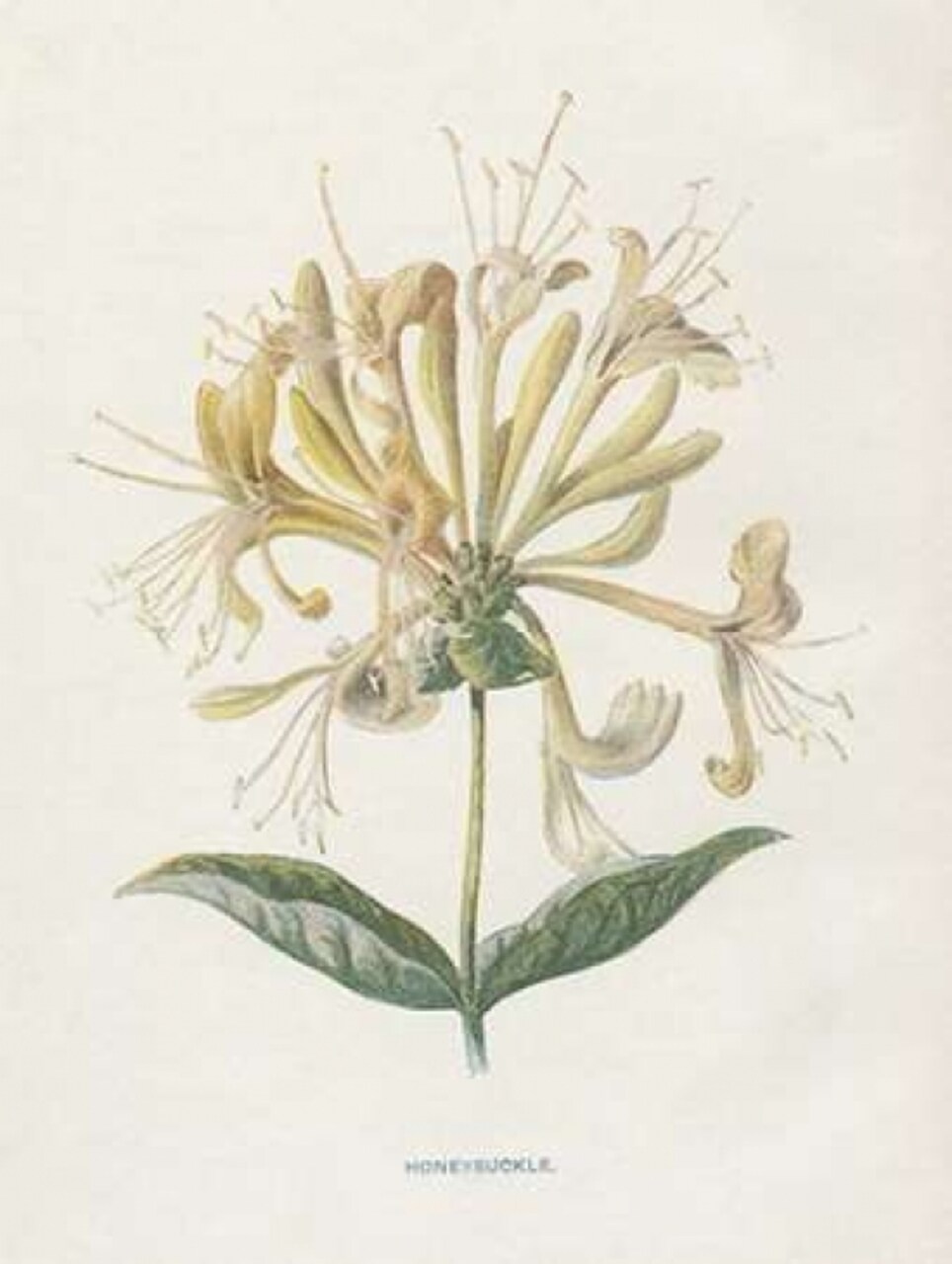 Honeysuckle Poster Print by Gwendolyn Babbitt - Item # VARPDXBAB443